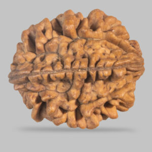 2 MUKHI RUDRAKSHA
