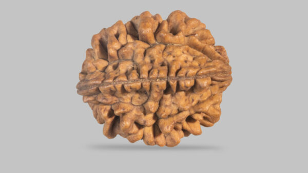 2 MUKHI RUDRAKSHA