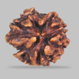 3 MUKHI RUDRAKSHA