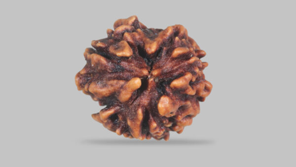 3 MUKHI RUDRAKSHA