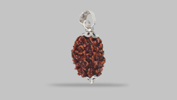 3 MUKHI RUDRAKSHA - Image 2