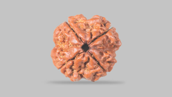 4 MUKHI RUDRAKSHA
