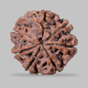 7 MUKHI RUDRAKSHA