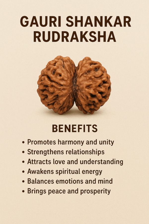 GAURI SHANKAR RUDRAKSHA - Image 2