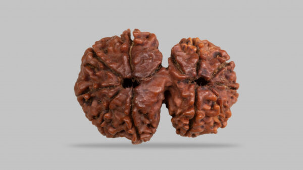 GAURI SHANKAR RUDRAKSHA