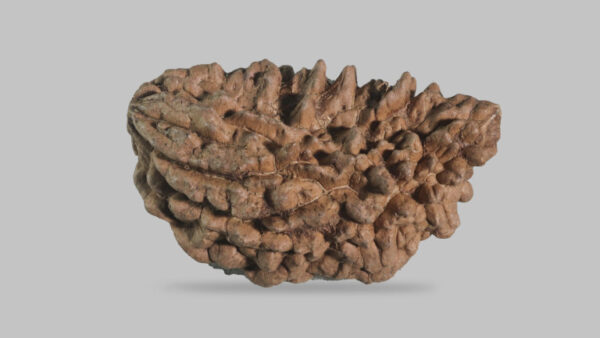 1 MUKHI RUDRAKSHA - Image 2